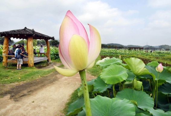 은은한 연꽃 향기가 피어오르는 ‘연꽃테마파크’