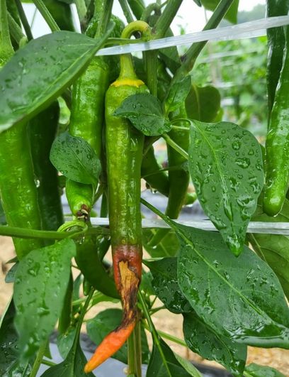 안동시, 고추 칼슘 결핍증 예방과 대응법 당부