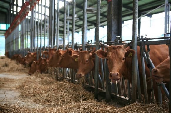 ‘저탄소 축산물 인증’ 한우농가
