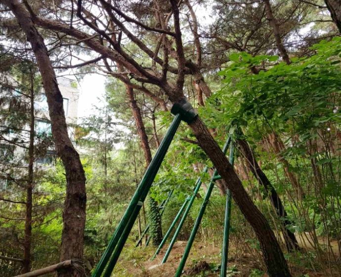 수원시 영통구, 풍수해 대비 솔내공원 소나무 지지대 설치