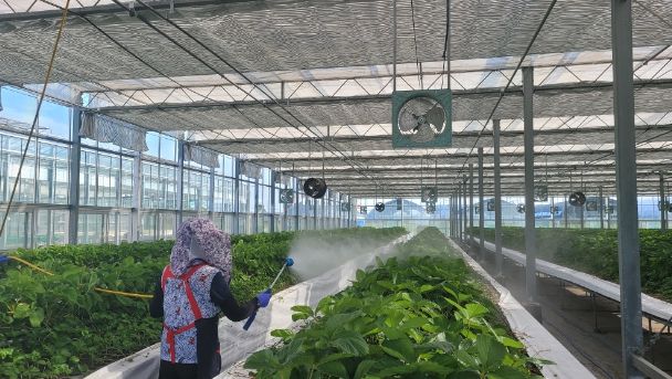 약제처리 (딸기연구소)