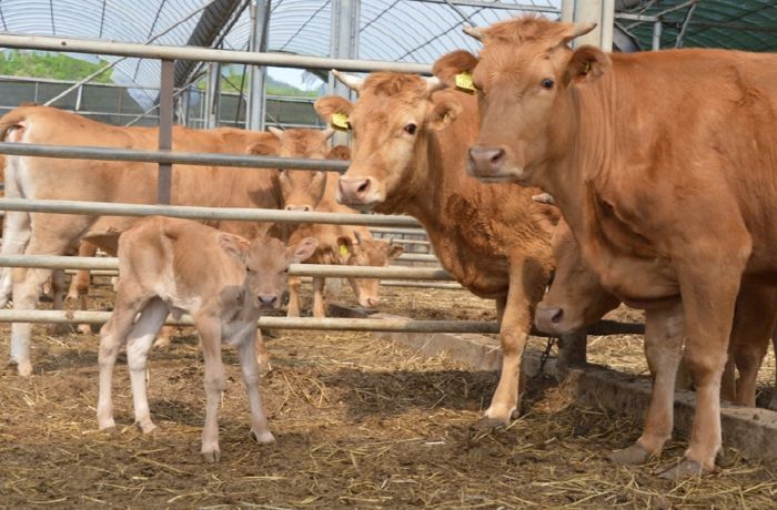 순창군, 축산 농가 집중관리로 악취 문제 해결한다.