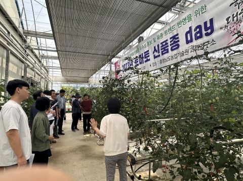 충남 토마토 신품종 홍보·평가의 장 마련