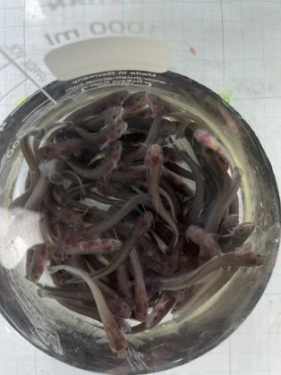 방류 예정 미유기 치어(5cm)