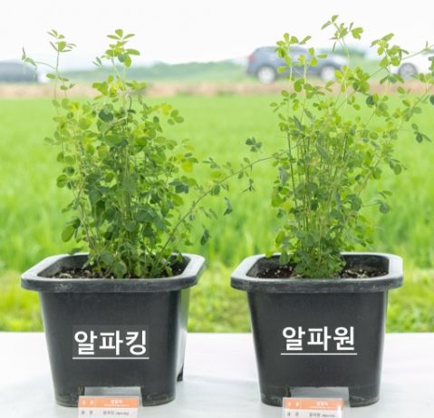 국내 개발 ‘알팔파’ 신품종