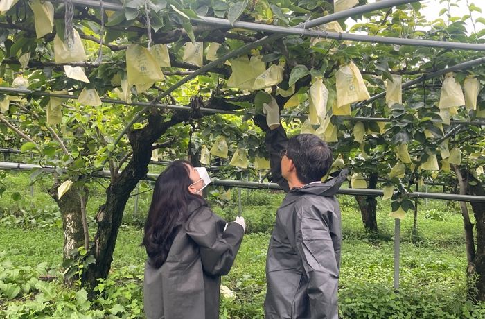 임실군, 과수화상병 유입 차단 정밀예찰 추진