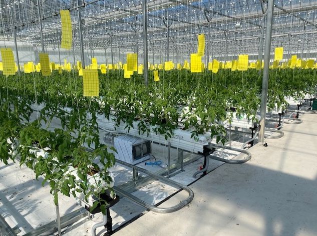 화순군의 파프리카와 토마토를 재배할 수 있는 스마트팜 내부 모습이다.