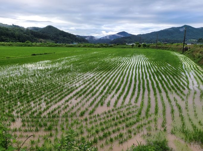 예천군농업기술센터, 잦은 강우 농작물 관리 유의하세요!
