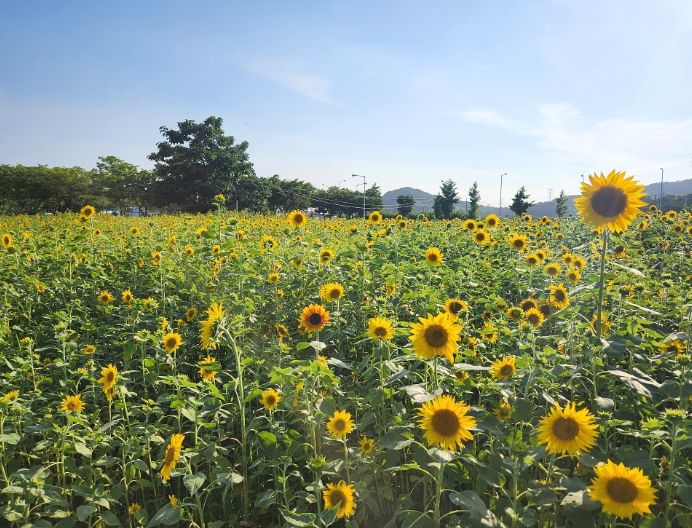 안산시 대부도, 해바라기 꽃으로 물들다