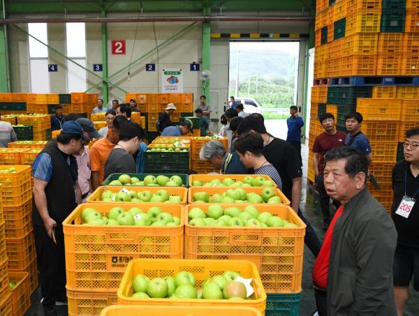 여름사과 ‘아오리’