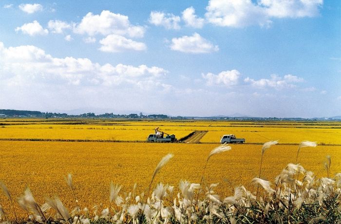 정읍시, 친환경 쌀 소비촉진 나서...정읍산 친환경 쌀 이용 업소 차액 지원