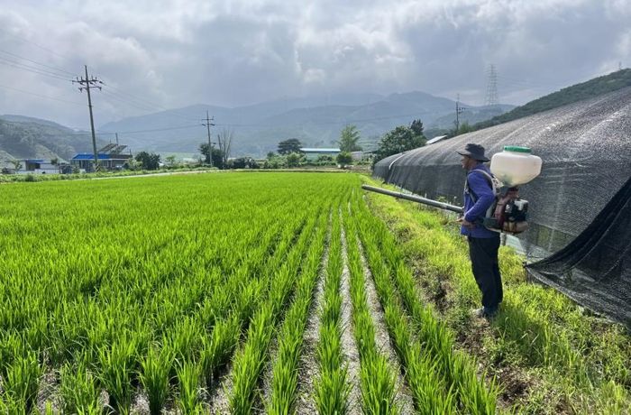 청양군, 적기 정량 벼 이삭거름 주기 당부