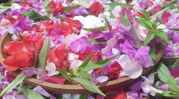 손 끝에 물드는 여름, 봉숭아 꽃물 들이러 청주랜드로 오세요