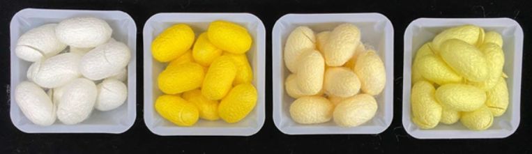 국산 누에품종별 누에고치 색상